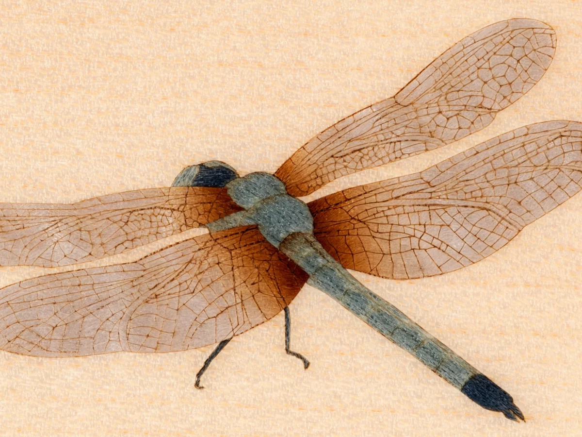 Dragonfly - Nah Music