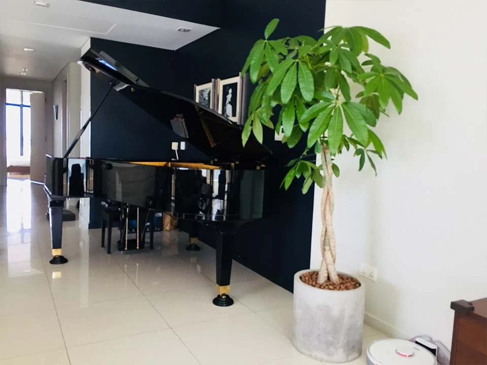 PIANO APOLLO A30 - Nah Music